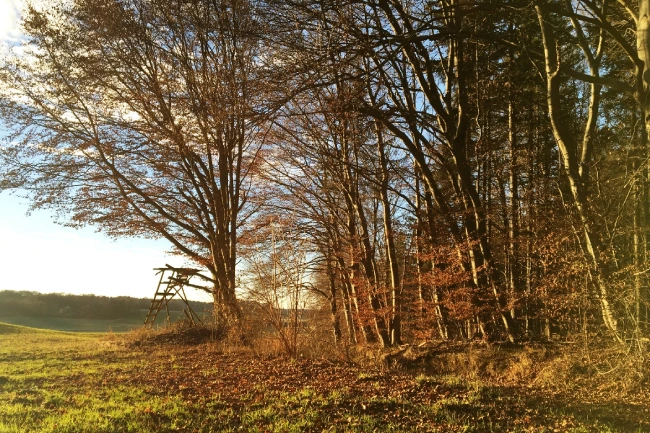 3 Waldgrundstücke in der Nähe von Dingolfing